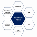 The Importance of Standardizing ELISA-Based Monitoring for Biologics: Lessons from Infliximab, HEV, and Dengue Diagnostics