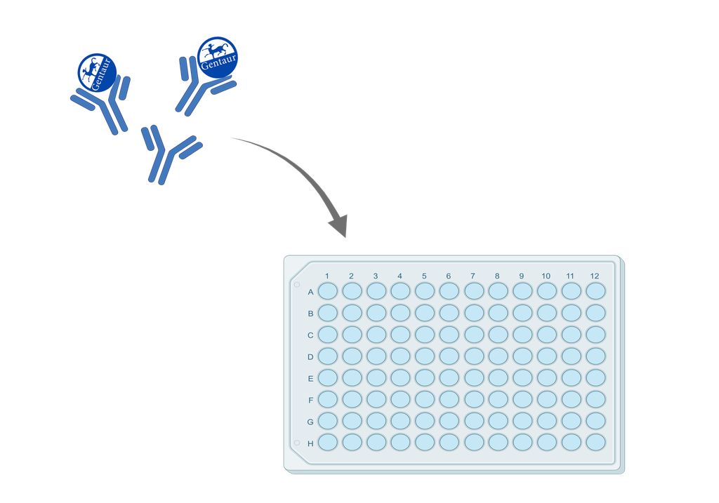 ELISA  ACYP1|Acylphosphatase-1